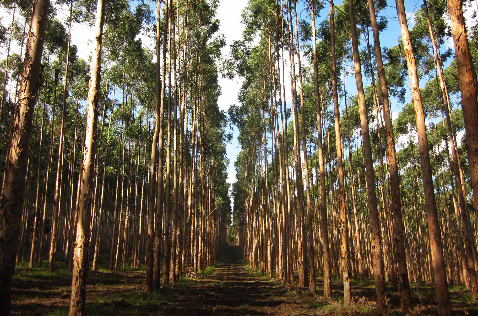 proyectos forestales